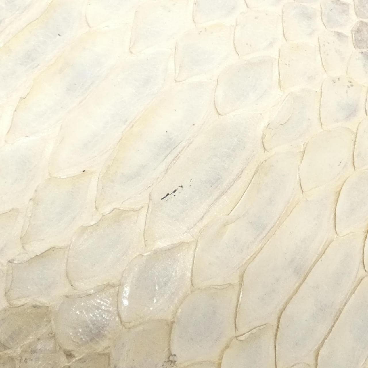 フェンディ バゲット 写真6