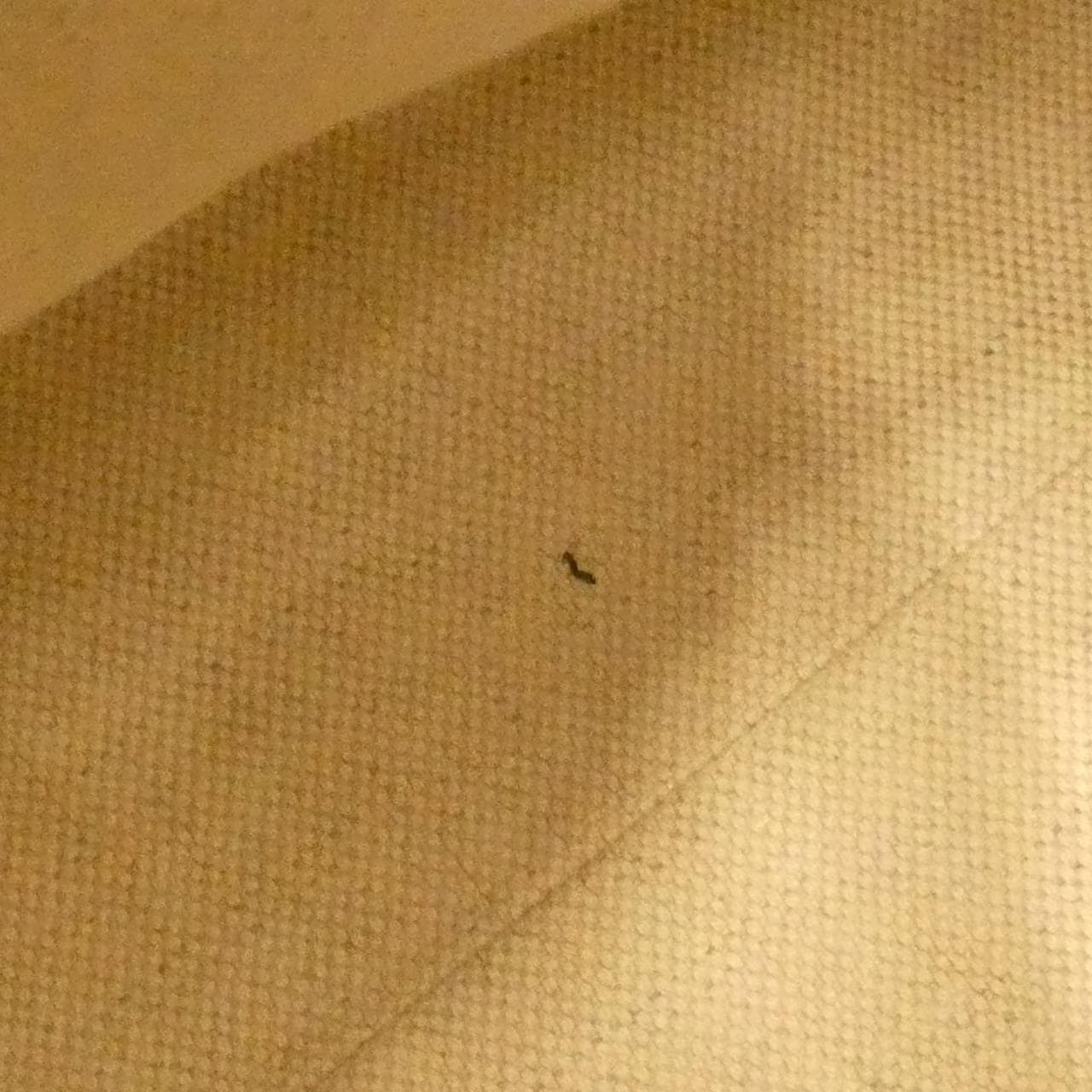 グッチ GGマーモント 写真10